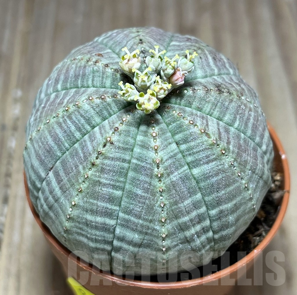 SET102 Euphorbia obesa ♀ ♂, 2 plants - Obrázek 2