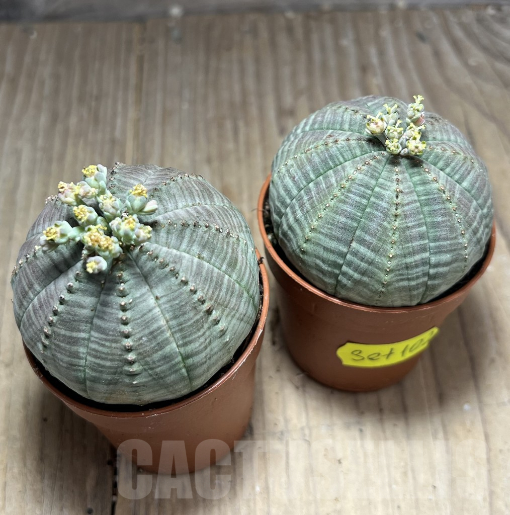 SET102 Euphorbia obesa ♀ ♂, 2 plants - Obrázek 3