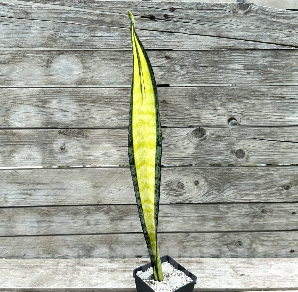 SHPR29029 Sansevieria ‘California’ - 画像 (2)