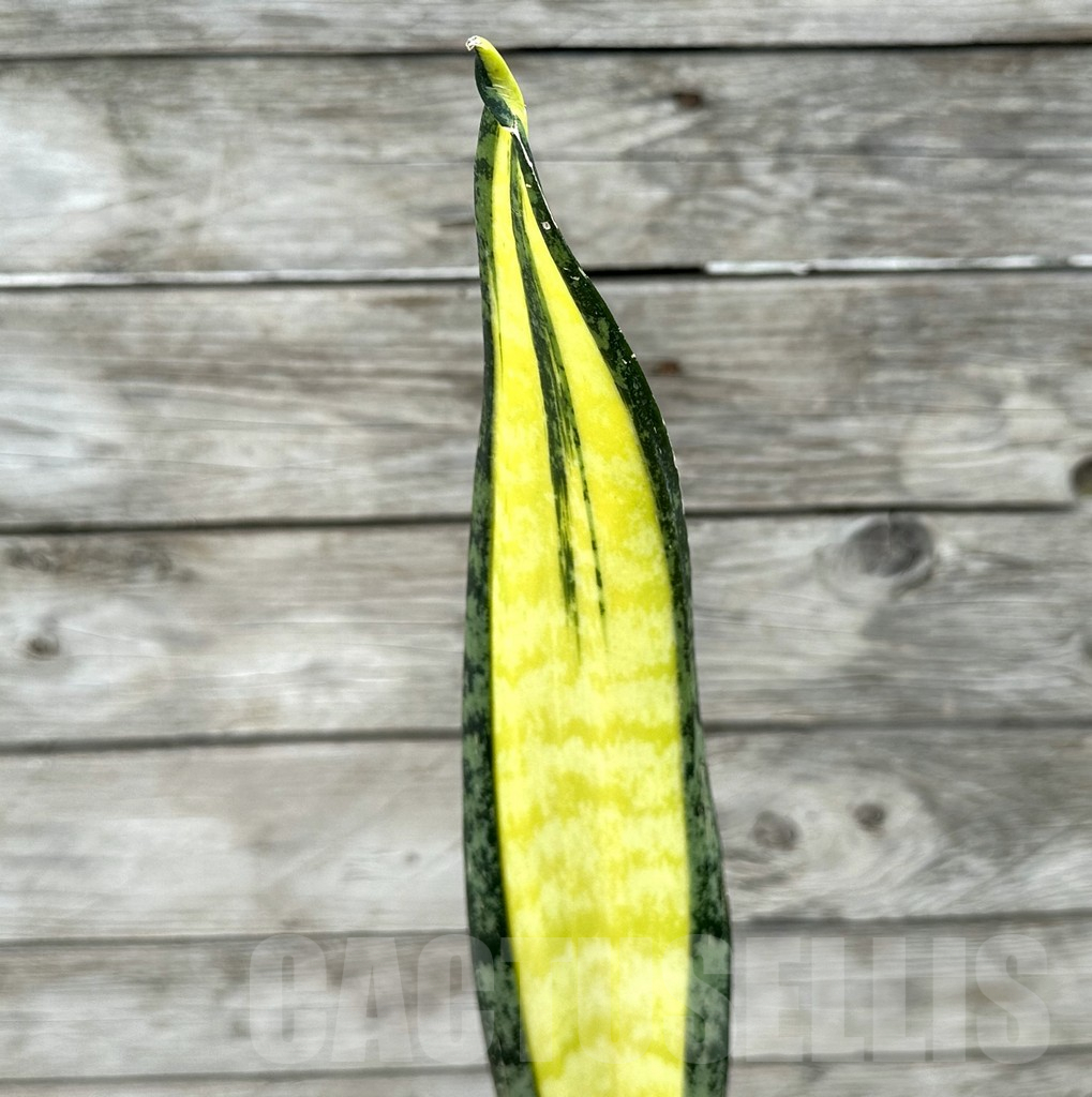 SHPR29029 Sansevieria ‘California’