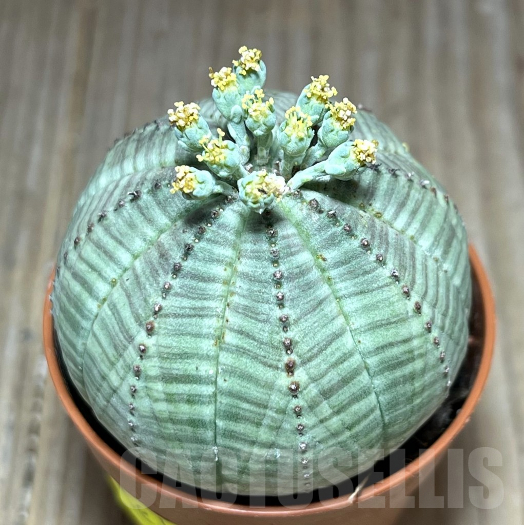 SET103 Euphorbia obesa ♀ ♂, 2 plants