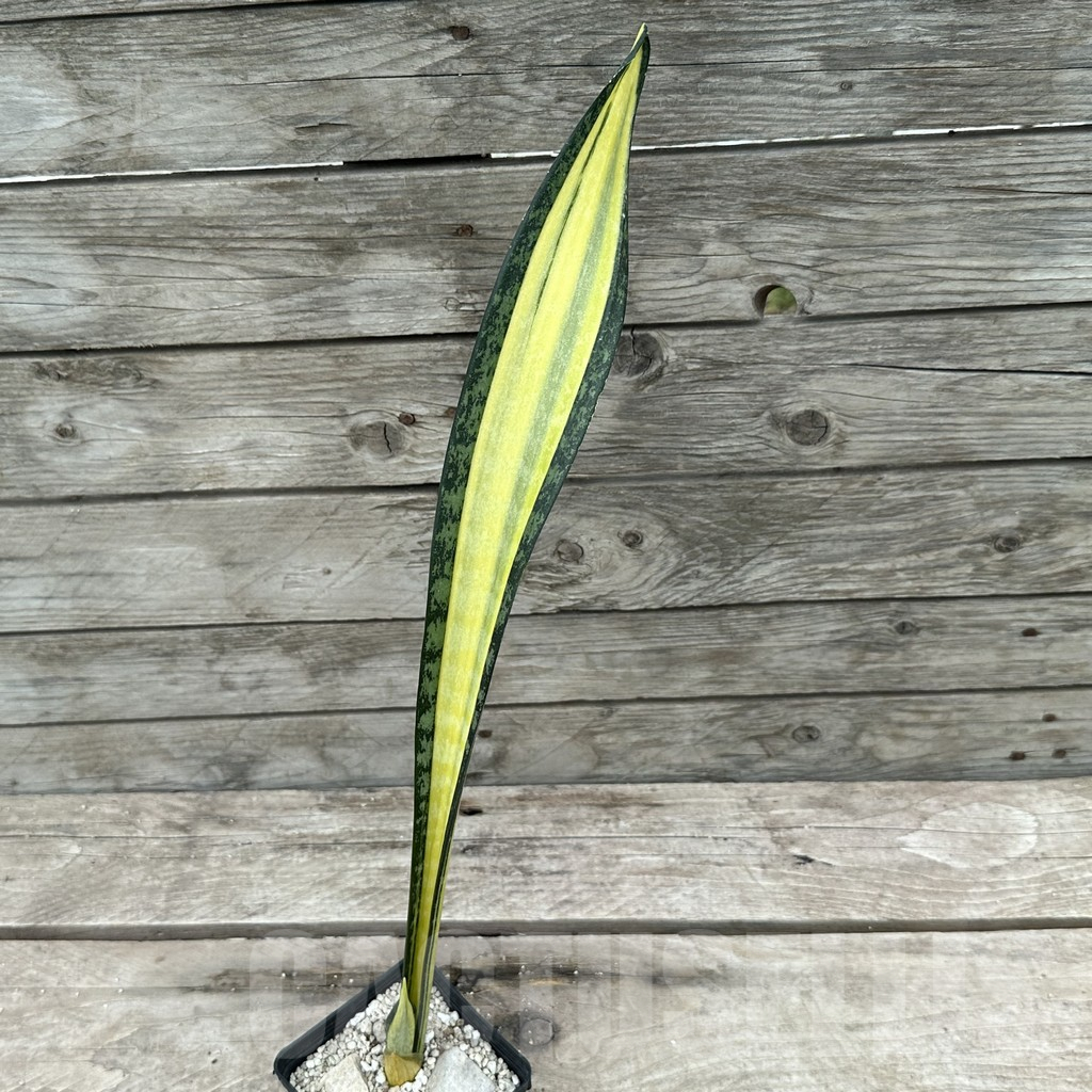 SHPR29030 Sansevieria ‘California’ - 画像 (2)
