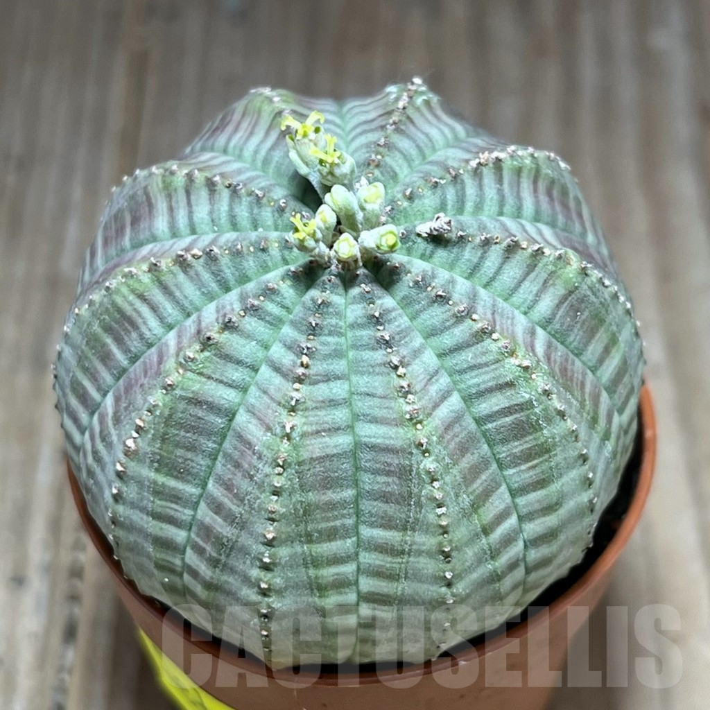 SET103 Euphorbia obesa ♀ ♂, 2 plants - 画像 (2)