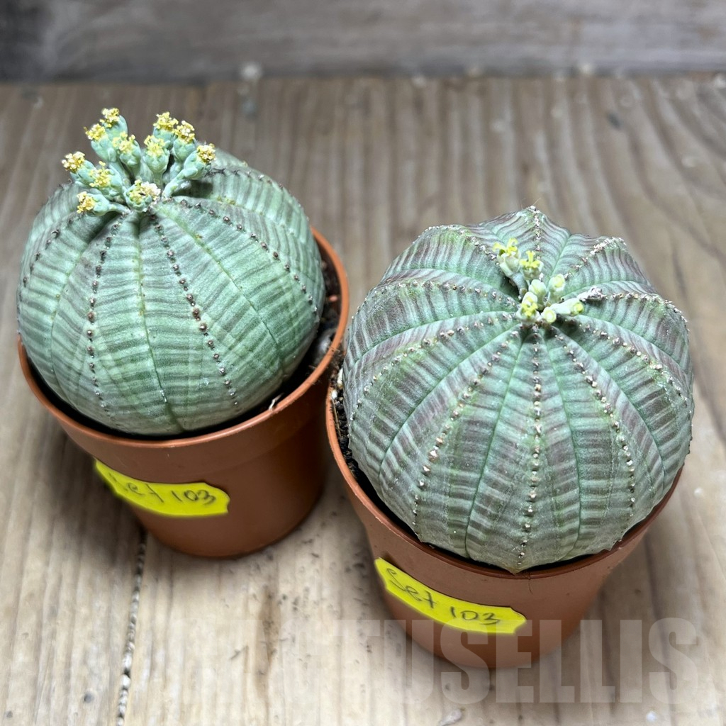 SET103 Euphorbia obesa ♀ ♂, 2 plants - 画像 (3)