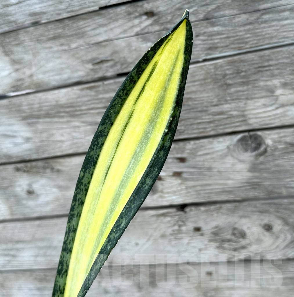 SHPR29030 Sansevieria ‘California’