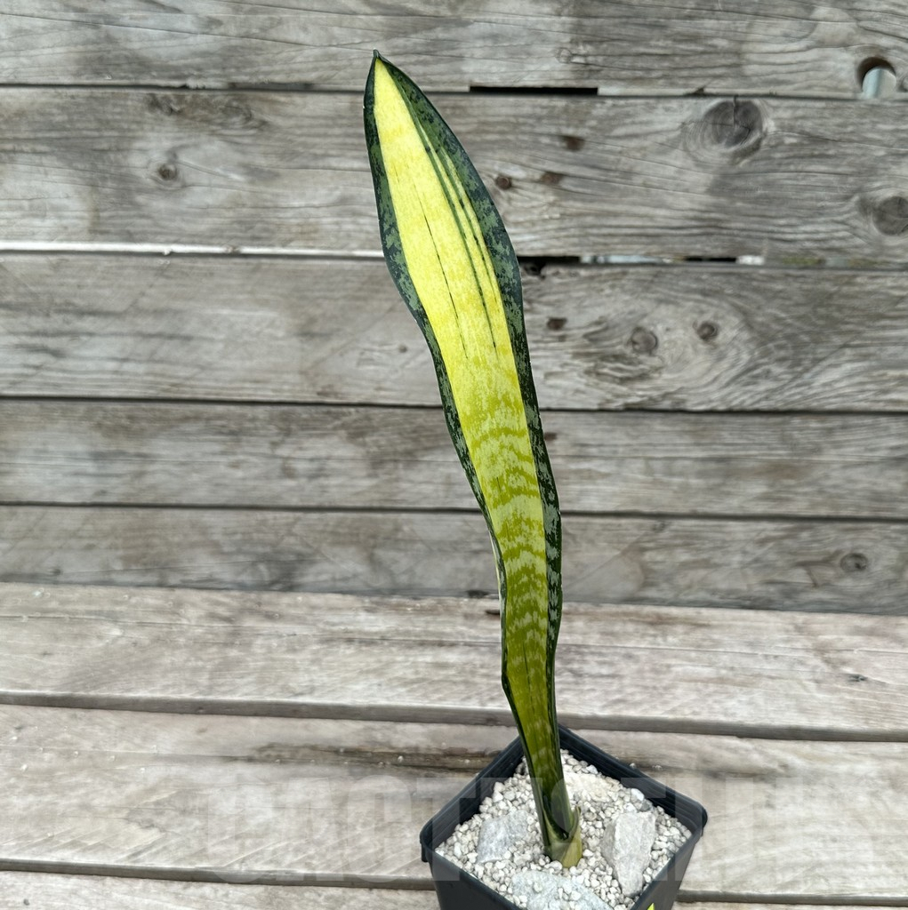 SHPR29031 Sansevieria ‘California’ – Bild 2