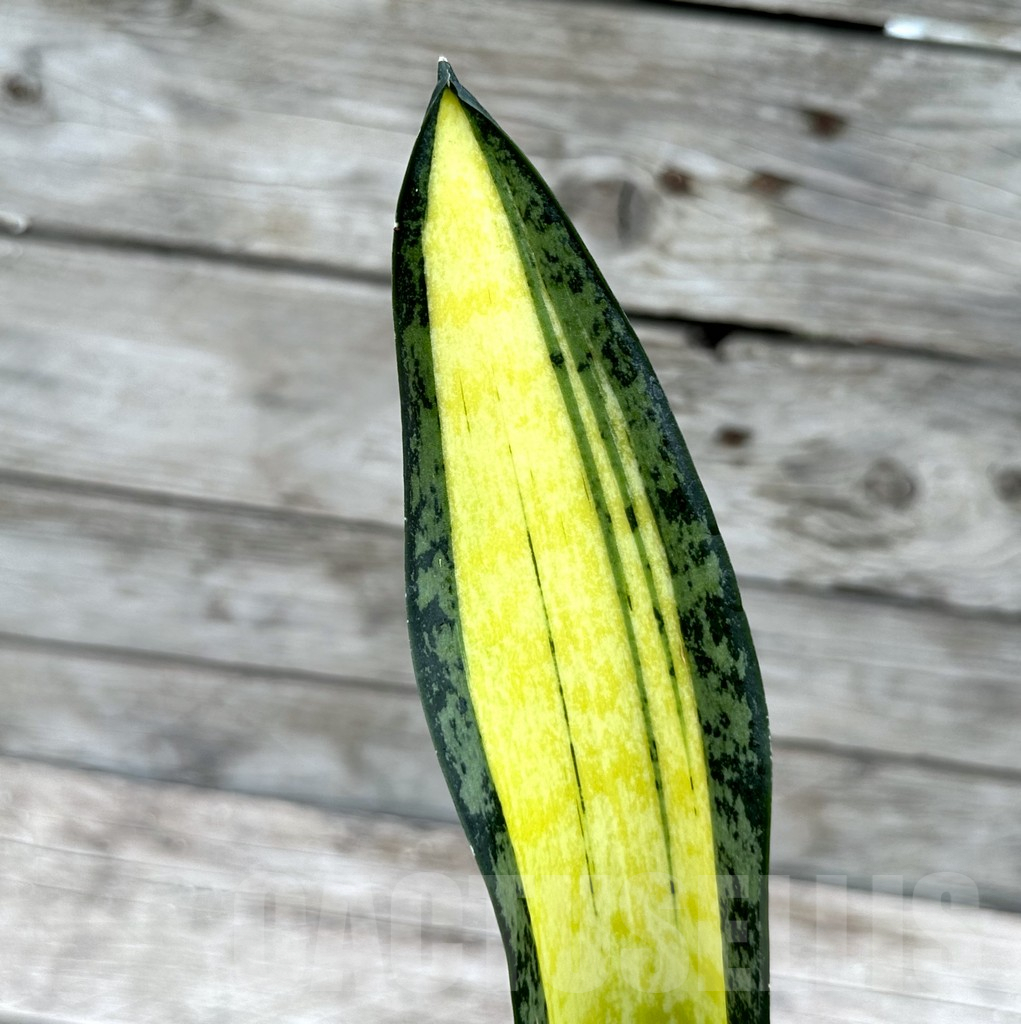 SHPR29031 Sansevieria ‘California’