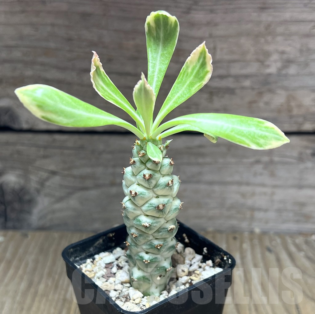 SHPR28398 Monadenium stapelioides f. variegata - Obrázek 2