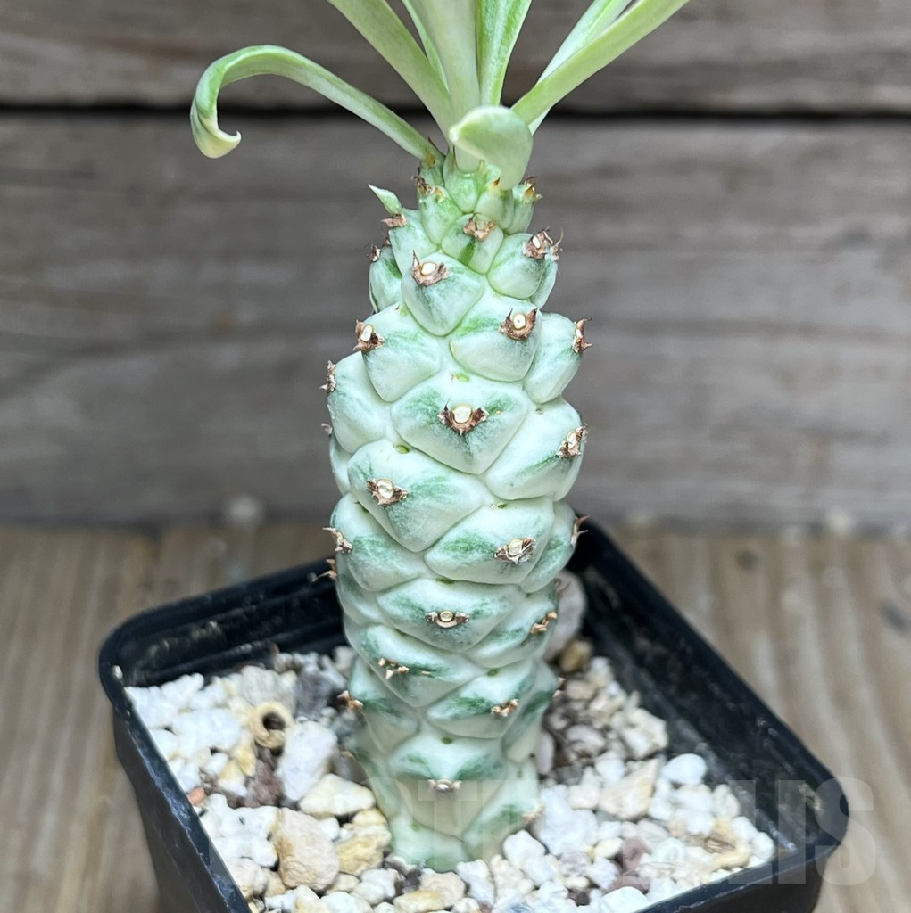 SHPR28398 Monadenium stapelioides f. variegata