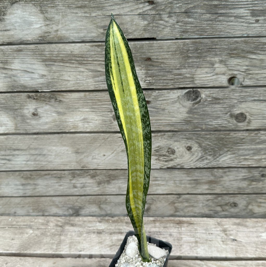 SHPR29033 Sansevieria ‘California’ - Image 2