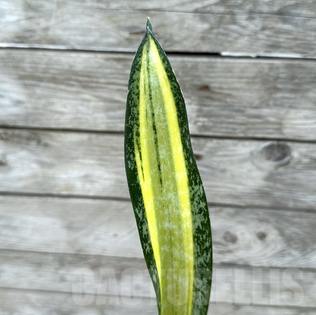 SHPR29033 Sansevieria ‘California’