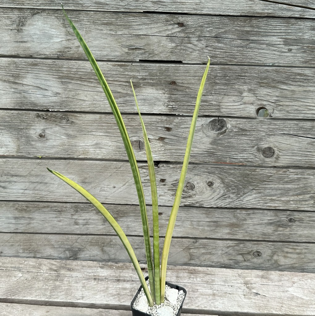 SHPR29034 Sansevieria parva ‘Kenya’ – Bild 2