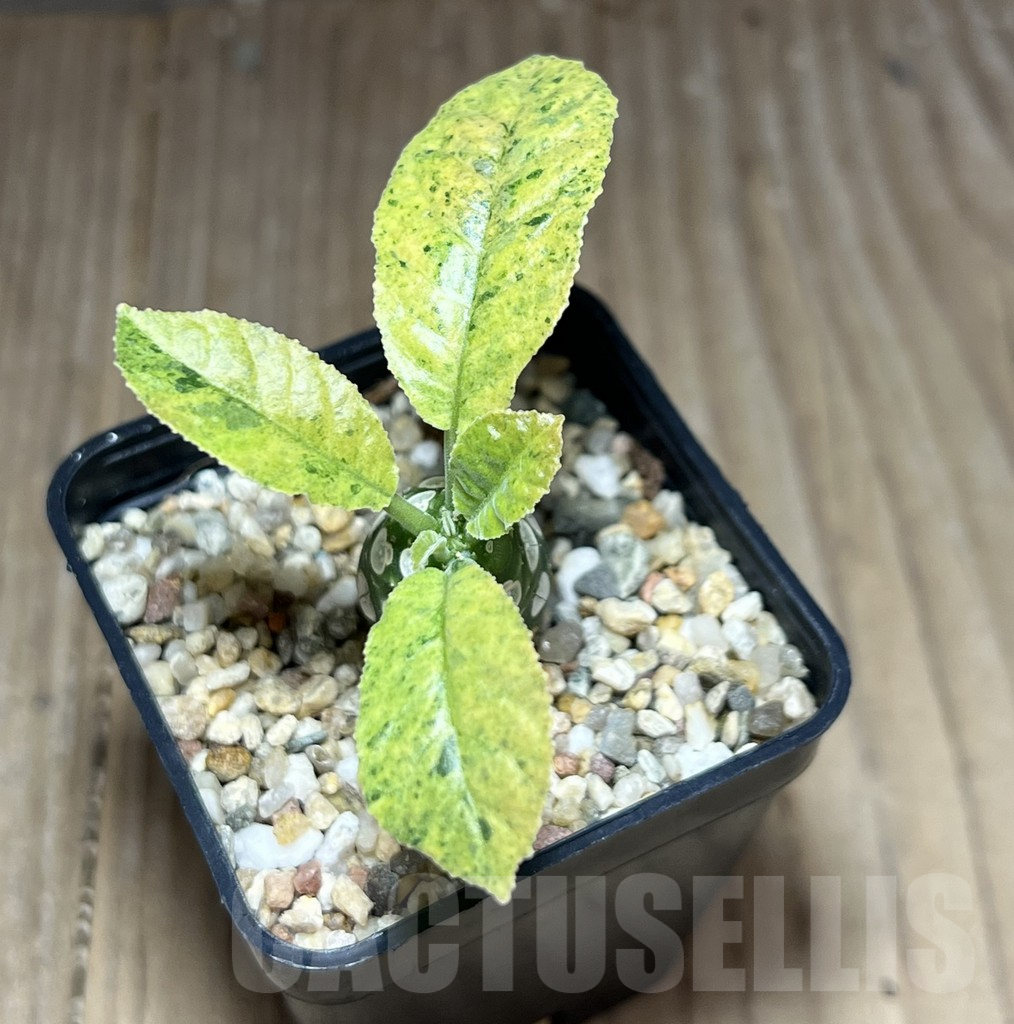 SHPR28400 Dorstenia hybrid f. variegata - Obrázek 2