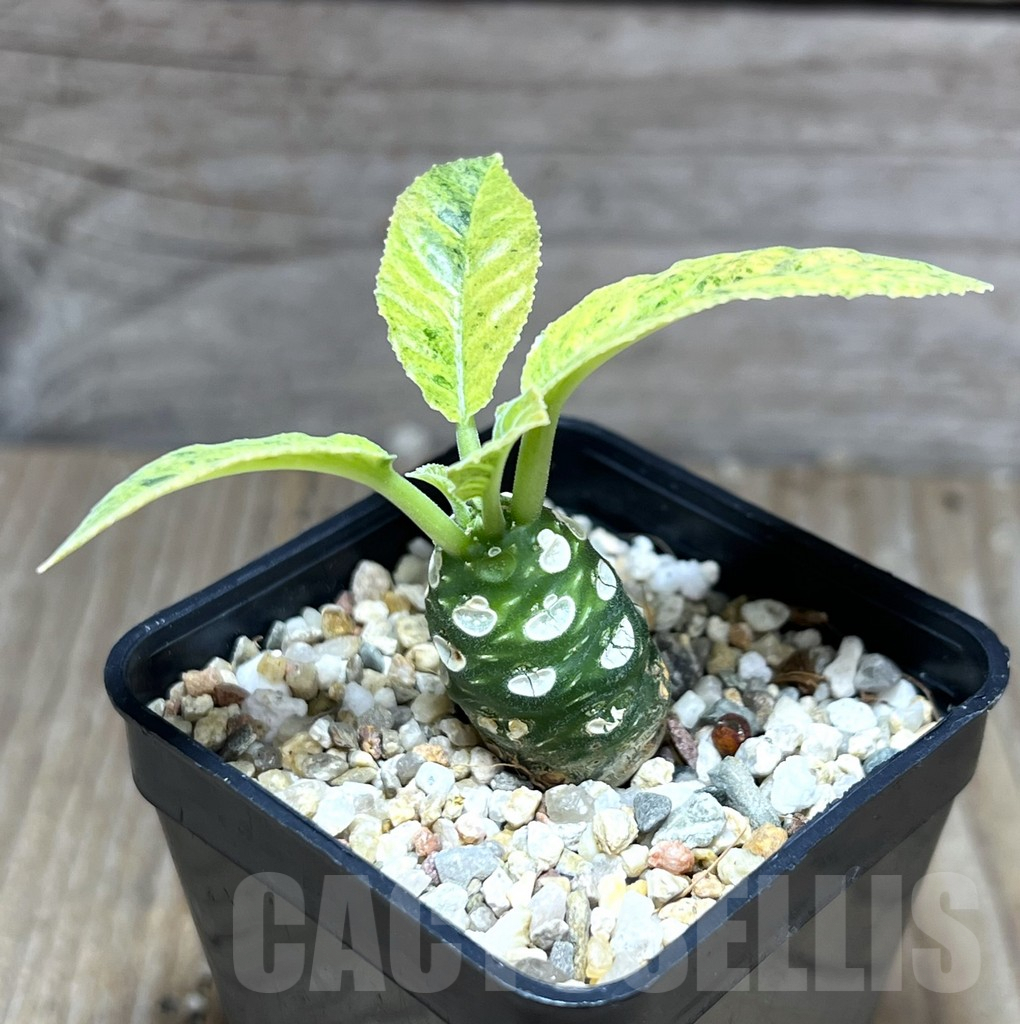 SHPR28400 Dorstenia hybrid f. variegata