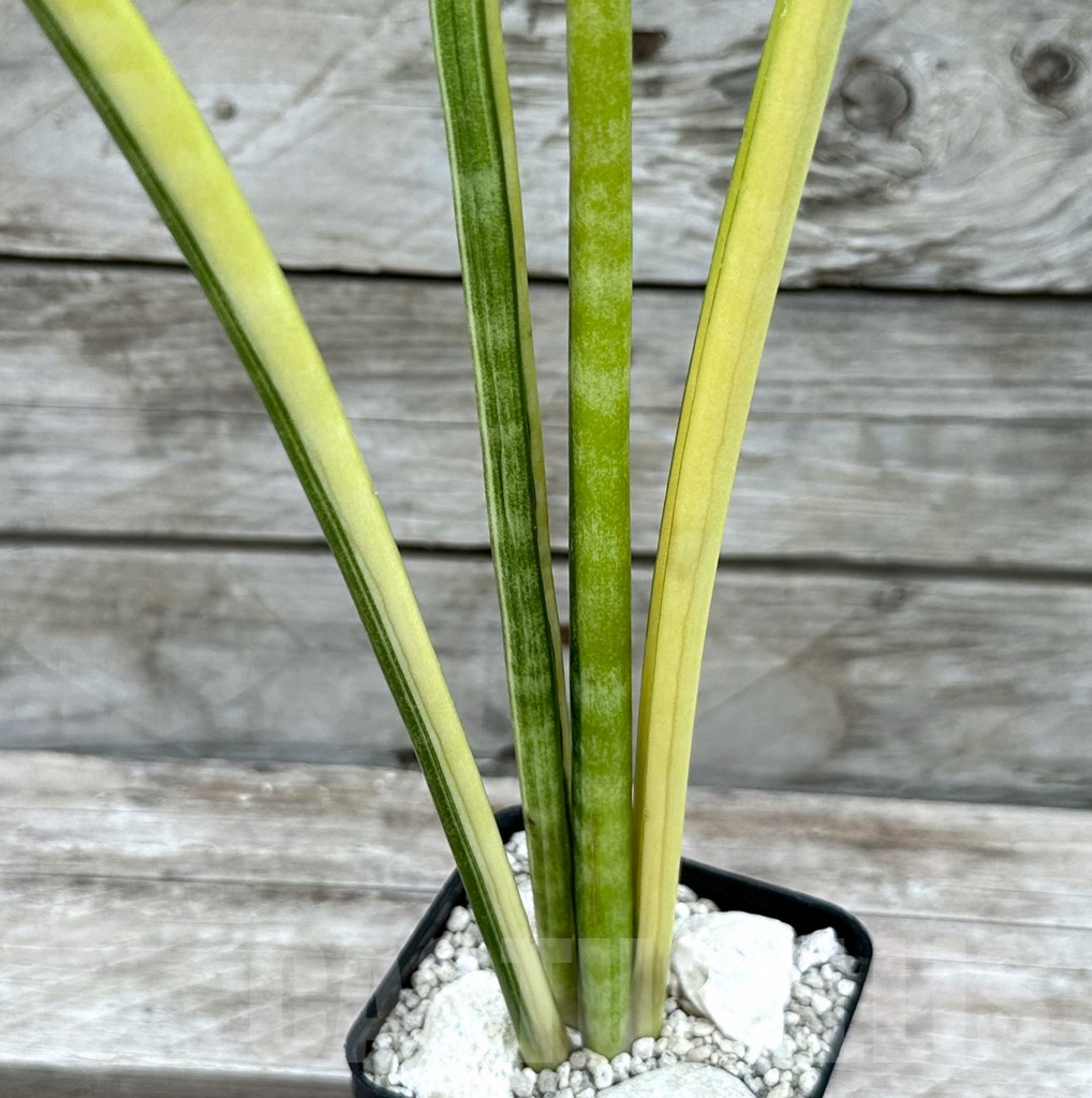 SHPR29034 Sansevieria parva ‘Kenya’