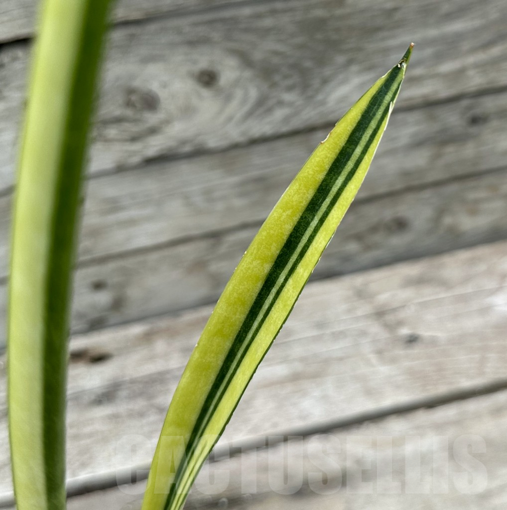 SHPR29034 Sansevieria parva ‘Kenya’ – Bild 3