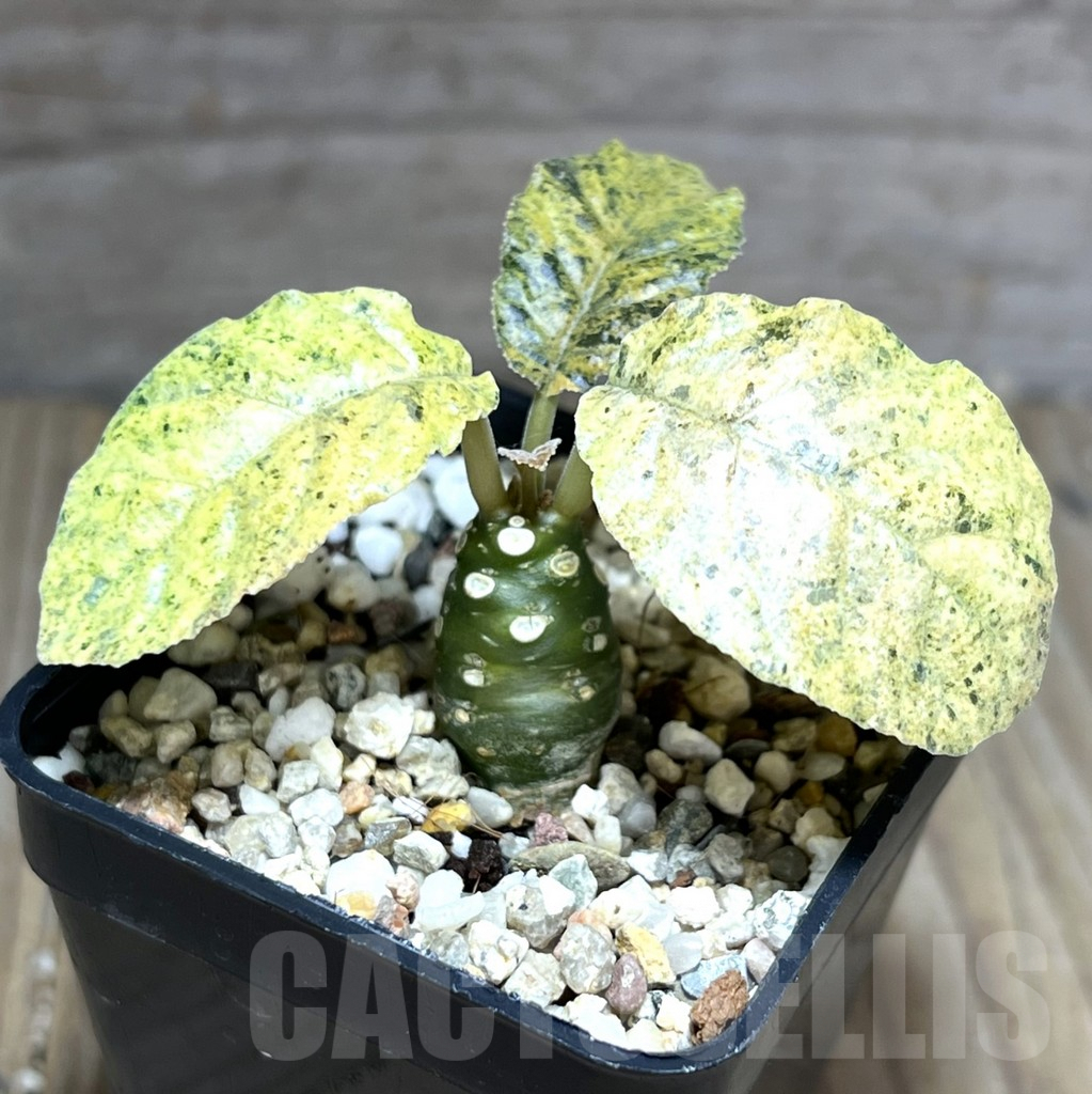 SHPR28401 Dorstenia hybrid f. variegata