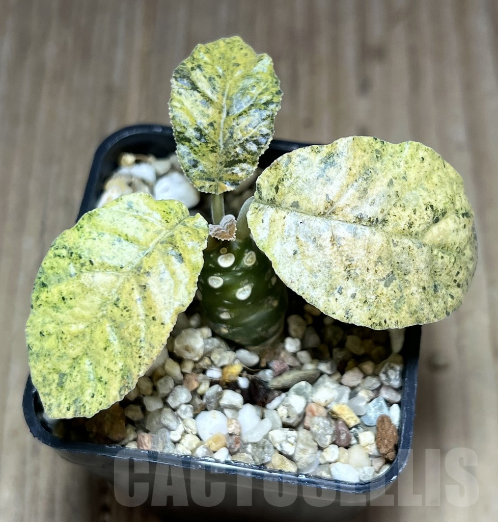 SHPR28401 Dorstenia hybrid f. variegata - Зображення 2