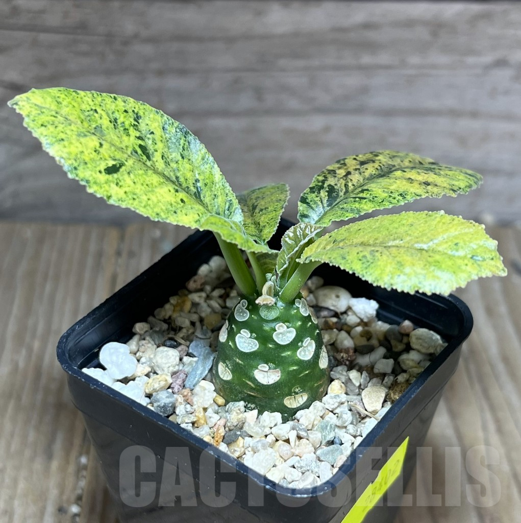 SHPR28402 Dorstenia hybrid f. variegata