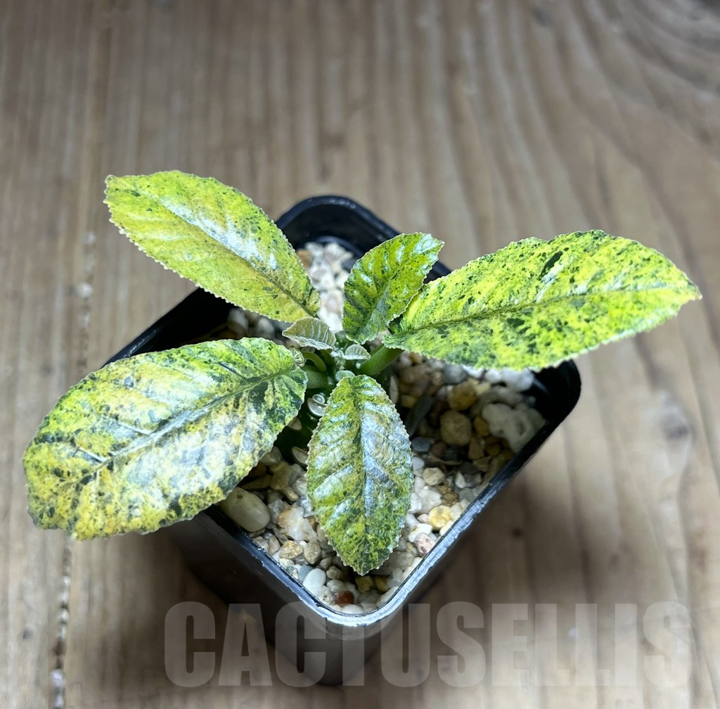 SHPR28402 Dorstenia hybrid f. variegata - Зображення 2