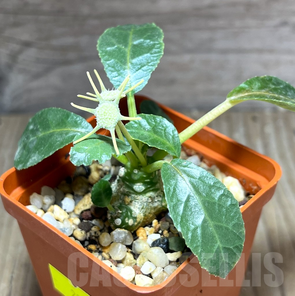 SHPR28403 Dorstenia foetida - Image 3