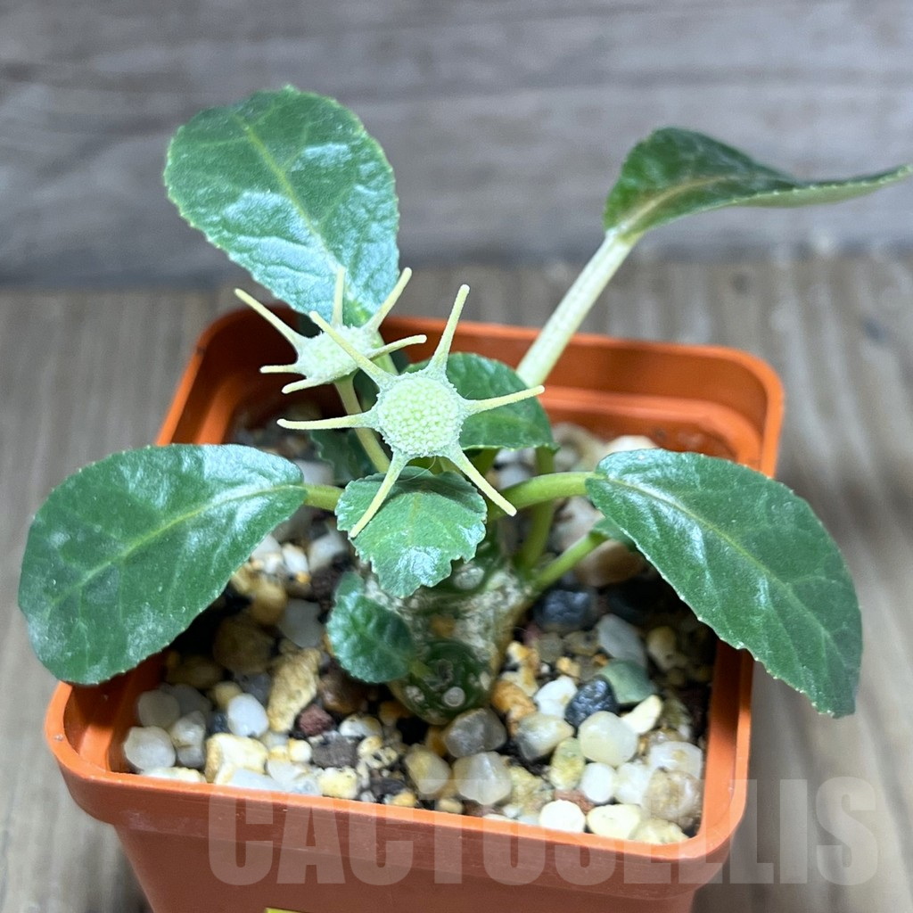 SHPR28403 Dorstenia foetida