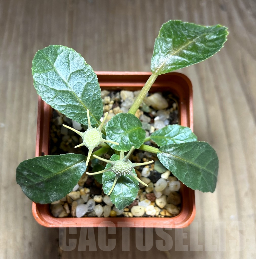 SHPR28403 Dorstenia foetida - Image 2