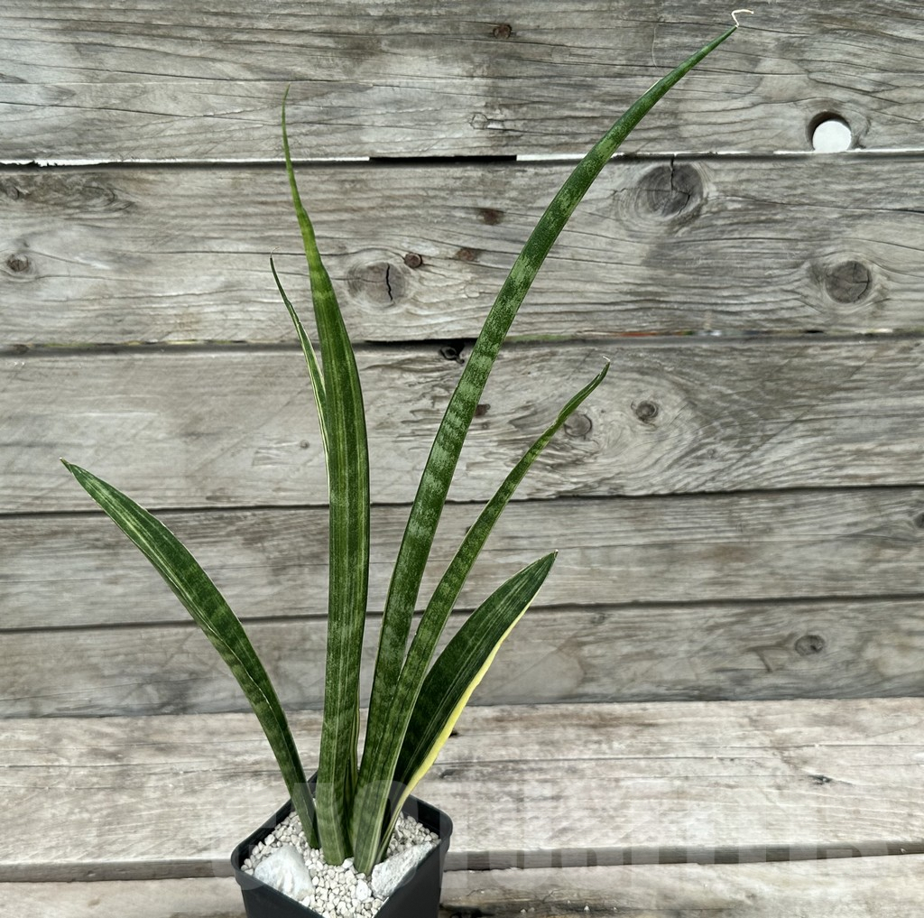 SHPR29038 Sansevieria parva ‘Kenya’ - Image 2