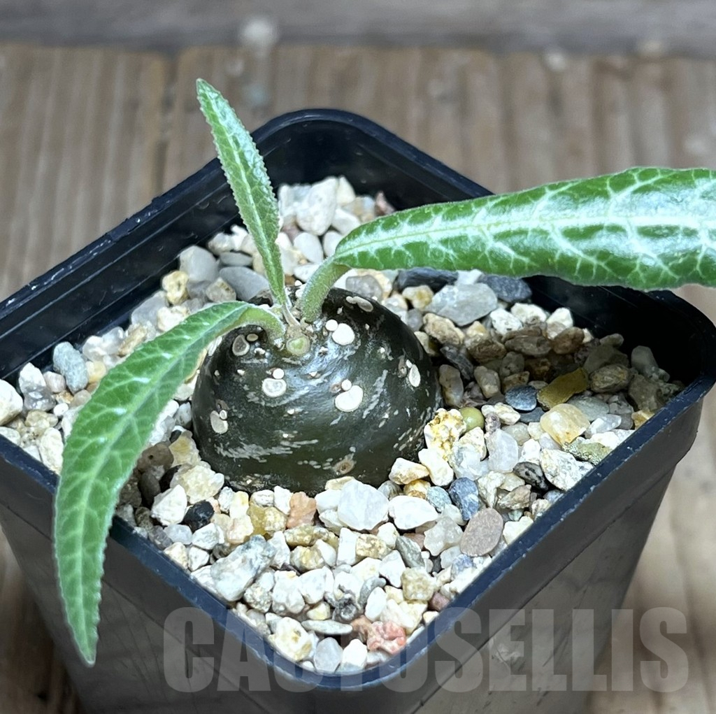 SHPR28404 Dorstenia lancifolia