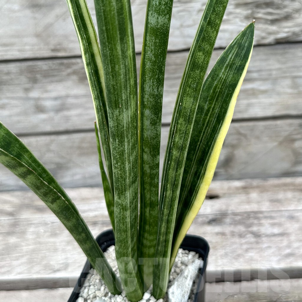 SHPR29038 Sansevieria parva ‘Kenya’