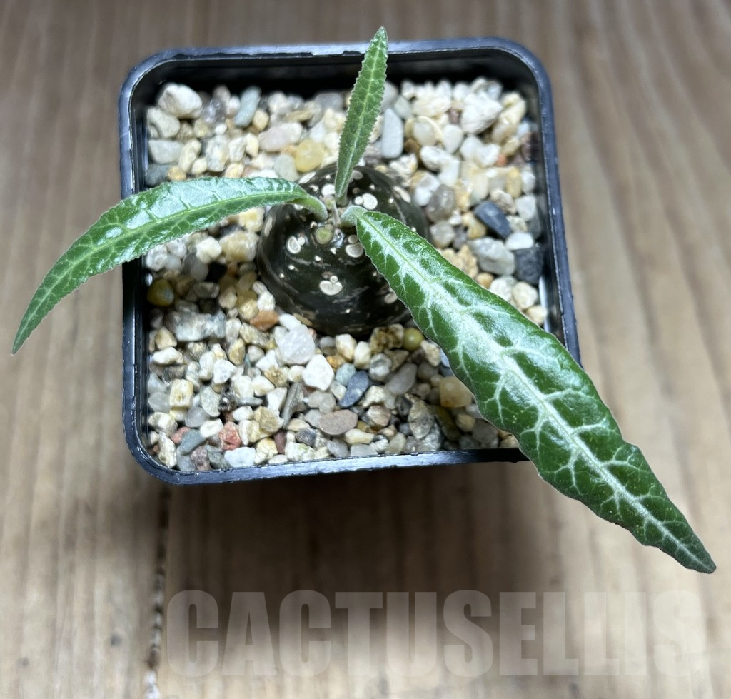 SHPR28404 Dorstenia lancifolia - Obrázek 2