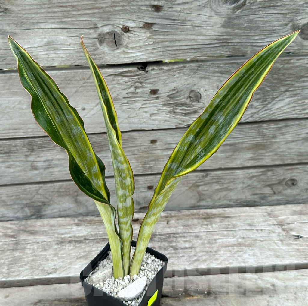 SHPR29039 Sansevieria ‘Metallica Yellow’ - Зображення 2
