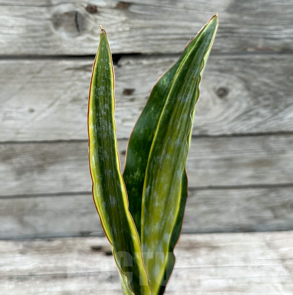 SHPR29039 Sansevieria ‘Metallica Yellow’