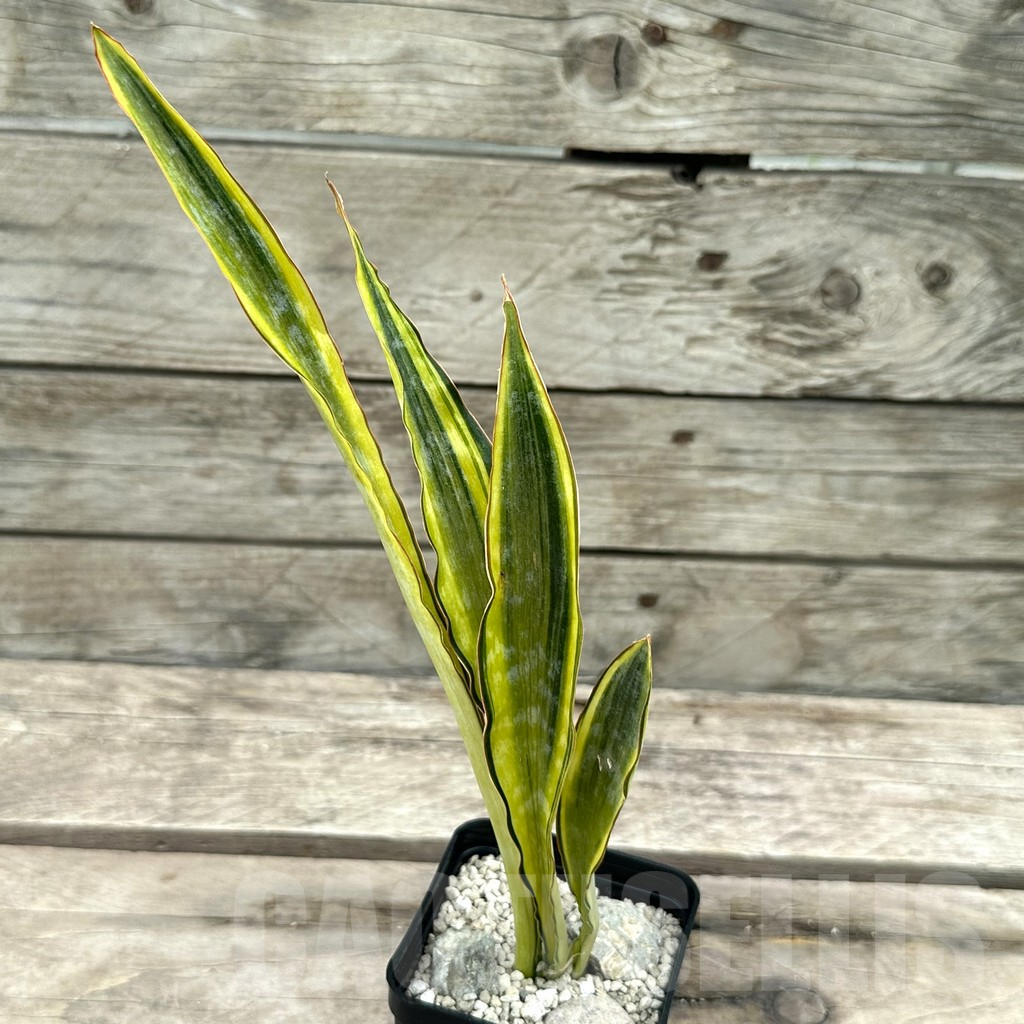 SHPR29040 Sansevieria ‘Metallica Yellow’ - Image 2
