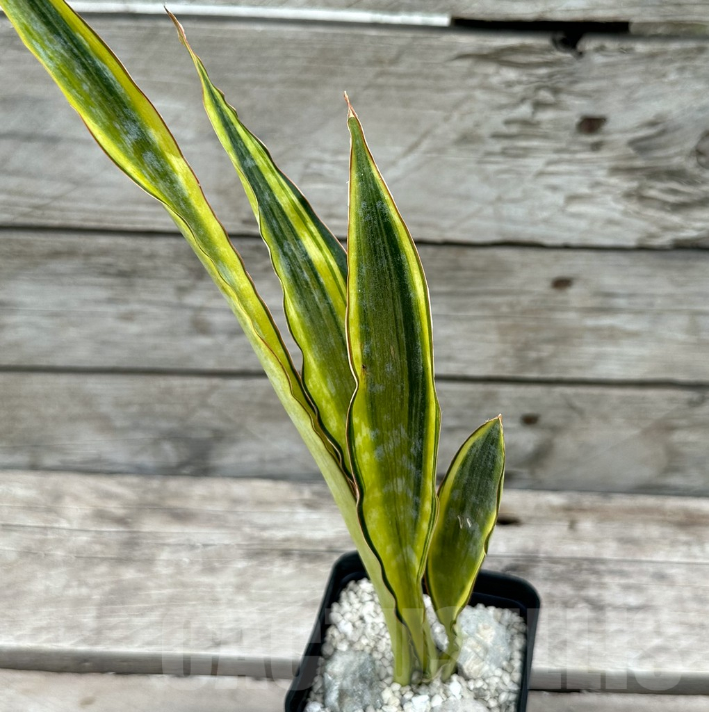 SHPR29040 Sansevieria ‘Metallica Yellow’