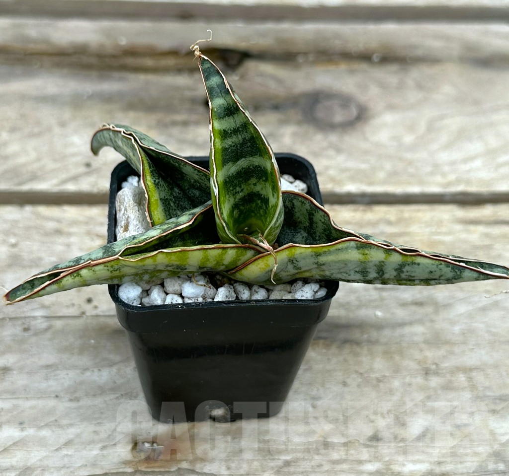 SHPR29041 Sansevieria kukubima