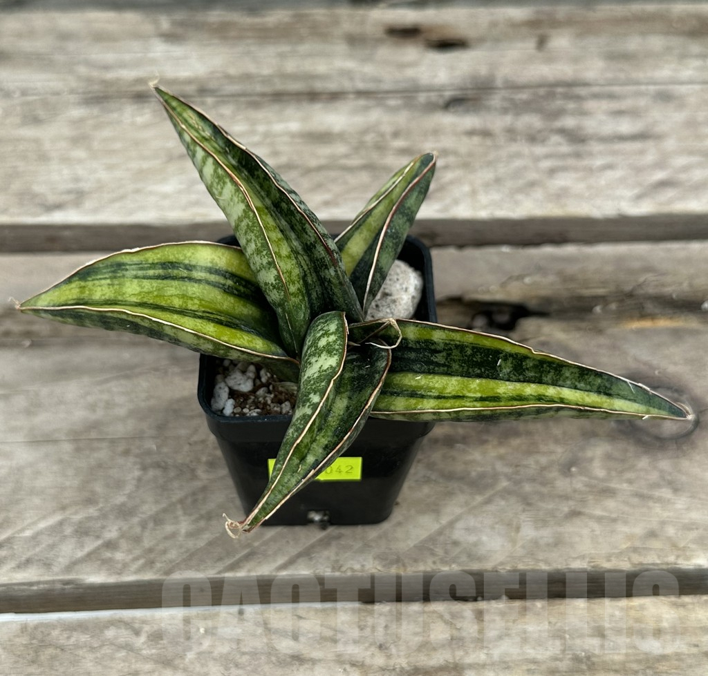 SHPR29042 Sansevieria kukubima - immagine 2
