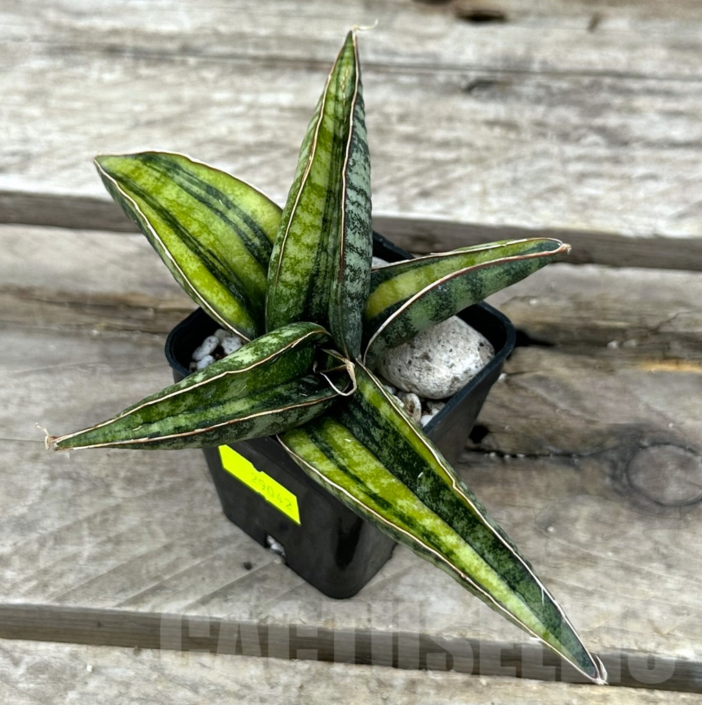 SHPR29042 Sansevieria kukubima