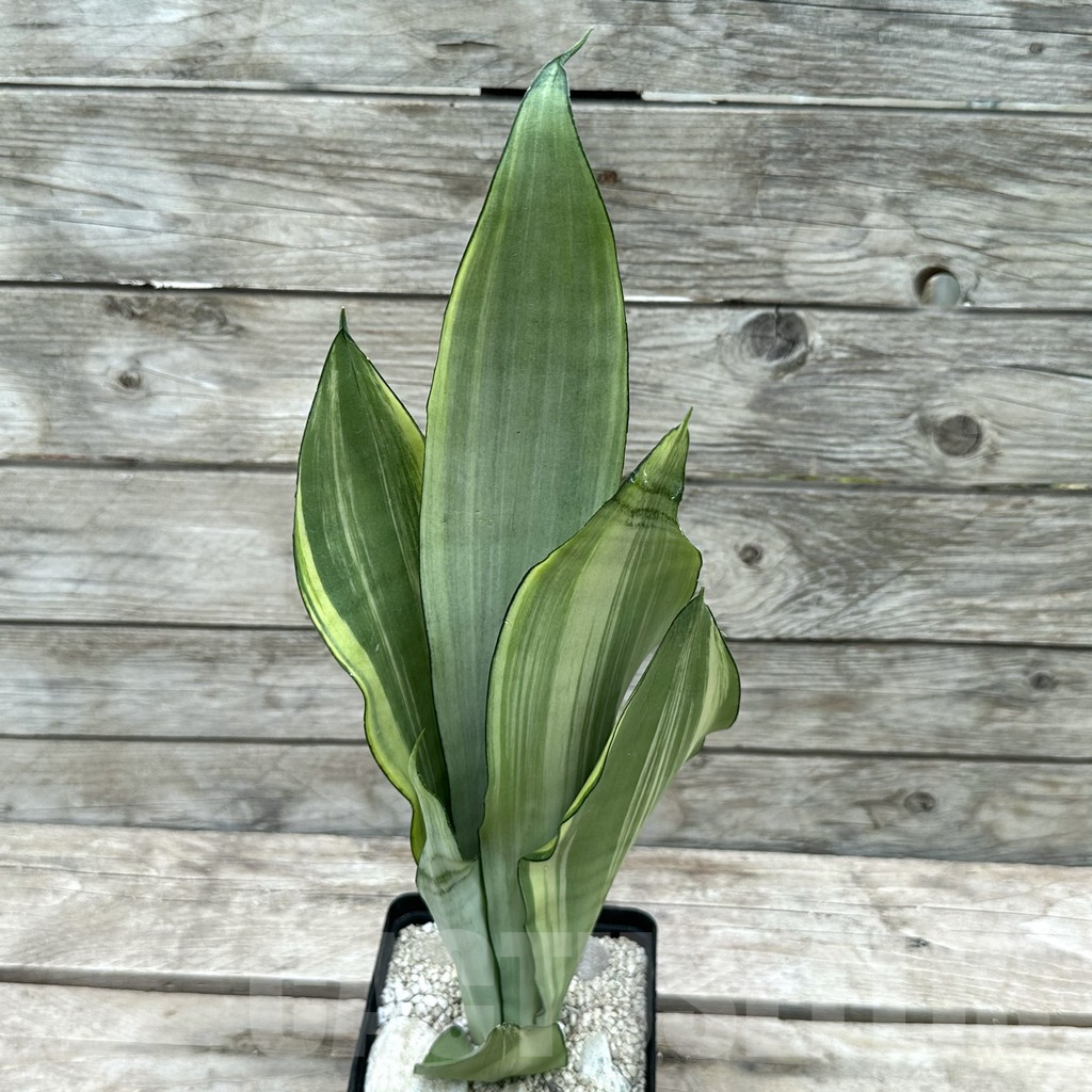 SHPR29043 Sansevieria Moonshine - Image 2