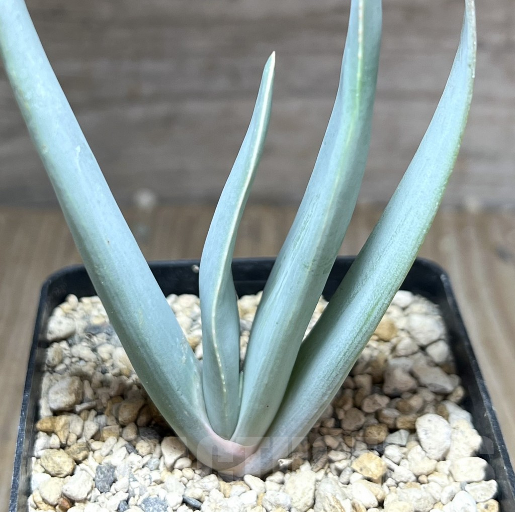 SHPR28409 Aloe plicatilis