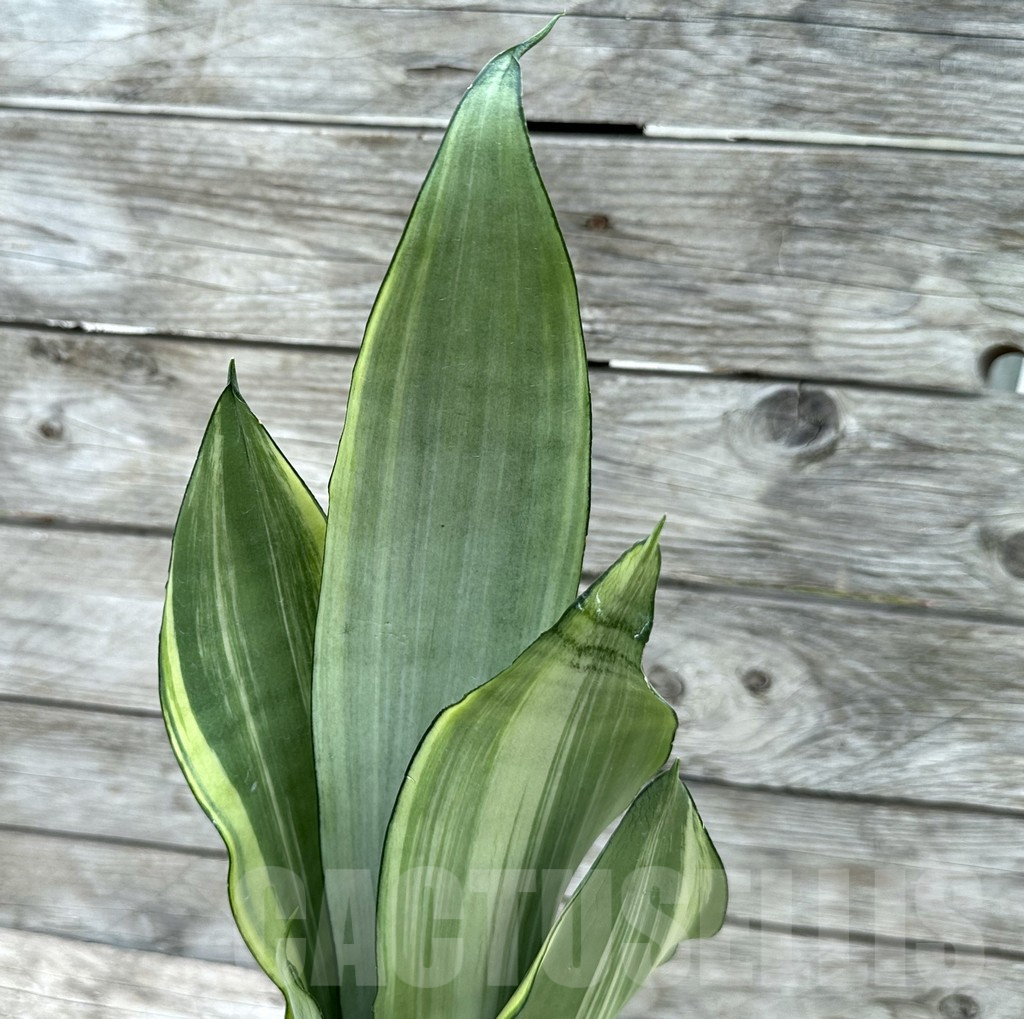SHPR29043 Sansevieria Moonshine