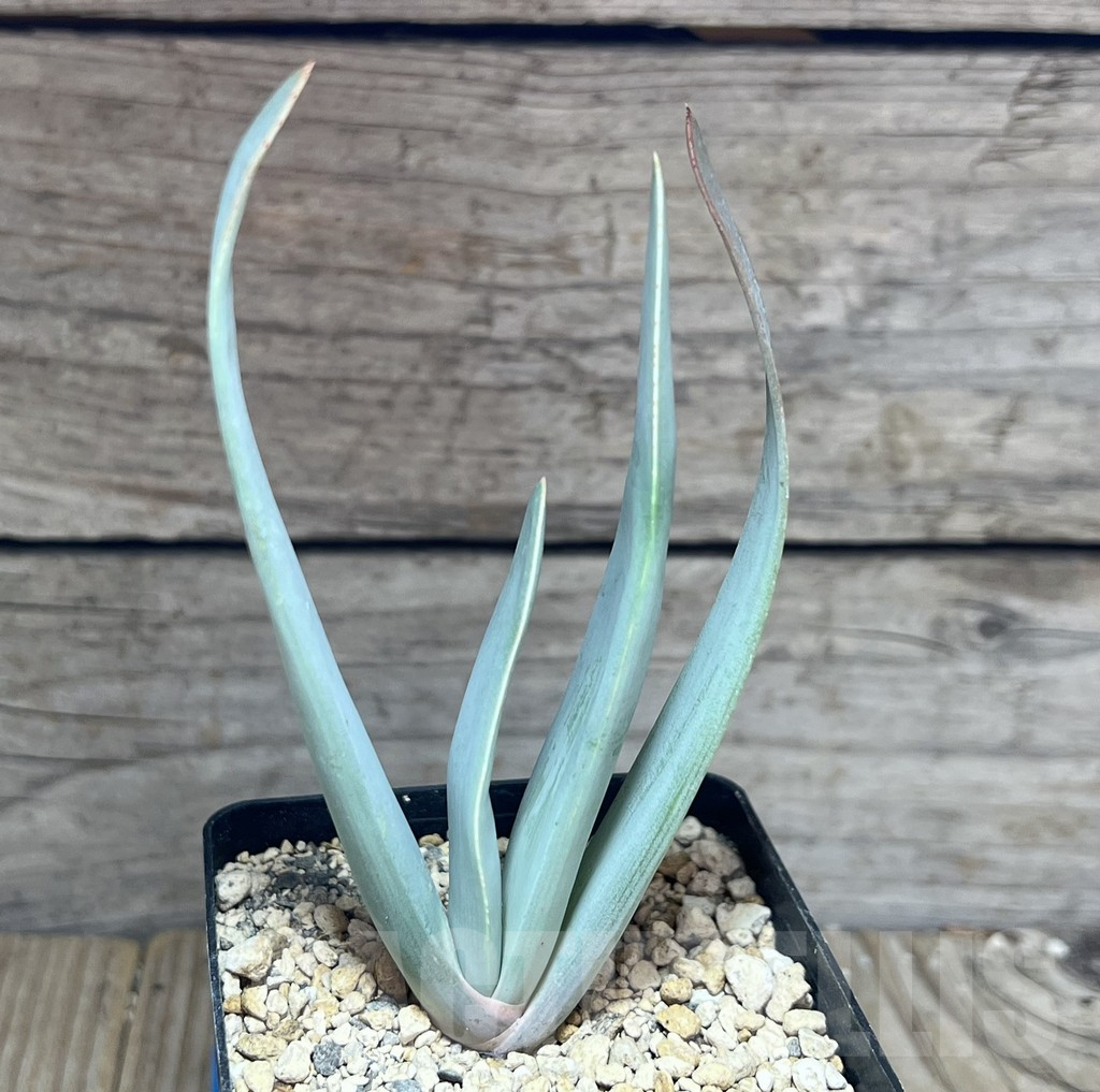 SHPR28409 Aloe plicatilis – Image 2