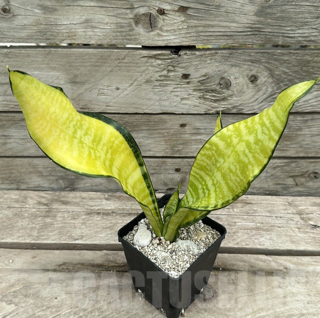 SHPR29048 Sansevieria ‘Futura gold’ - Image 2