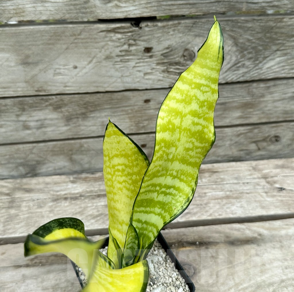 SHPR29048 Sansevieria ‘Futura gold’