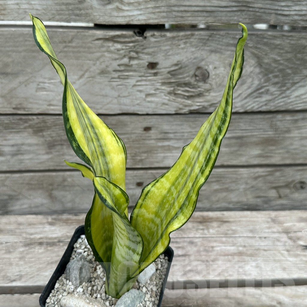 SHPR29049 Sansevieria ‘Futura gold’ - Image 2