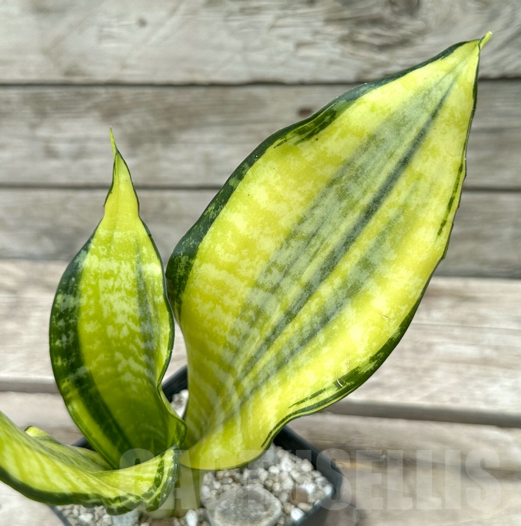 SHPR29049 Sansevieria ‘Futura gold’