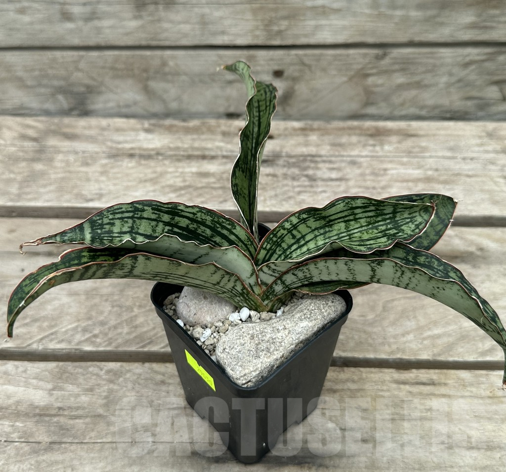 SHPR29050 Sansevieria ‘Cleopatra’ - Image 3