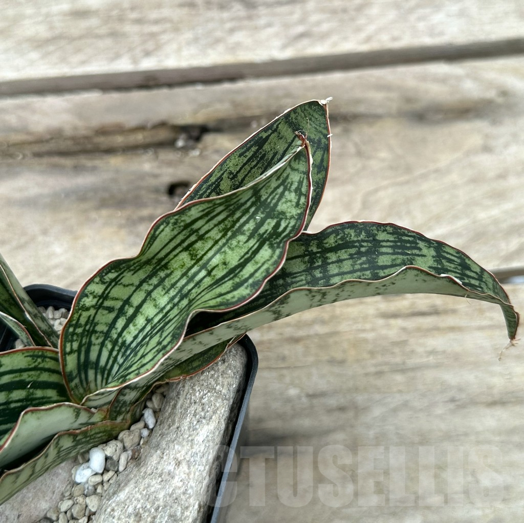SHPR29050 Sansevieria ‘Cleopatra’ - Image 2