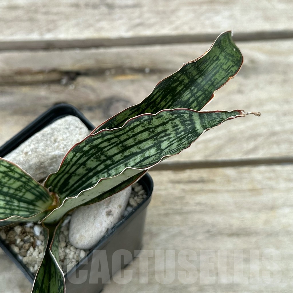 SHPR29050 Sansevieria ‘Cleopatra’