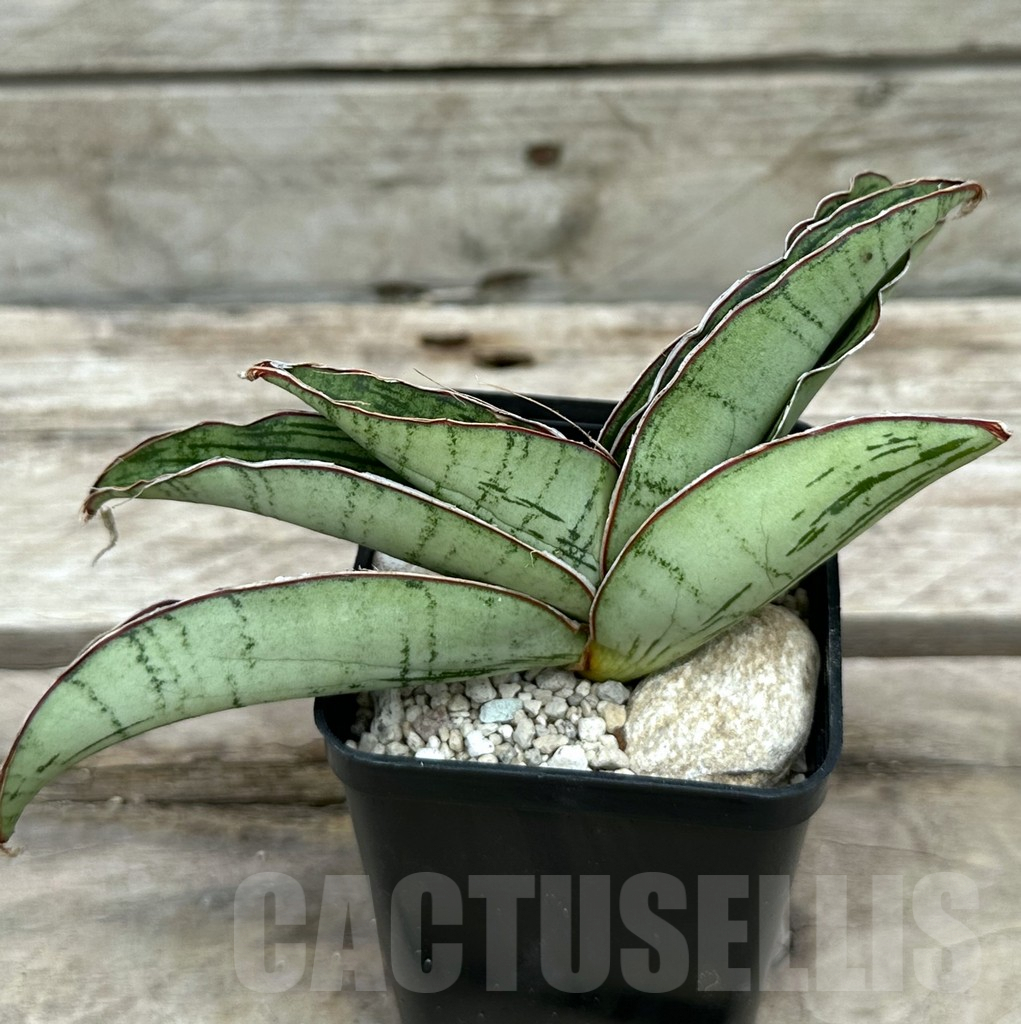 SHPR29051 Sansevieria ‘Cleopatra’